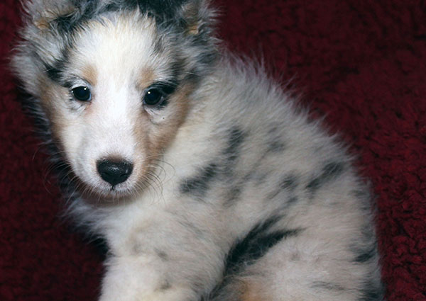 shetland sheepdog for sale