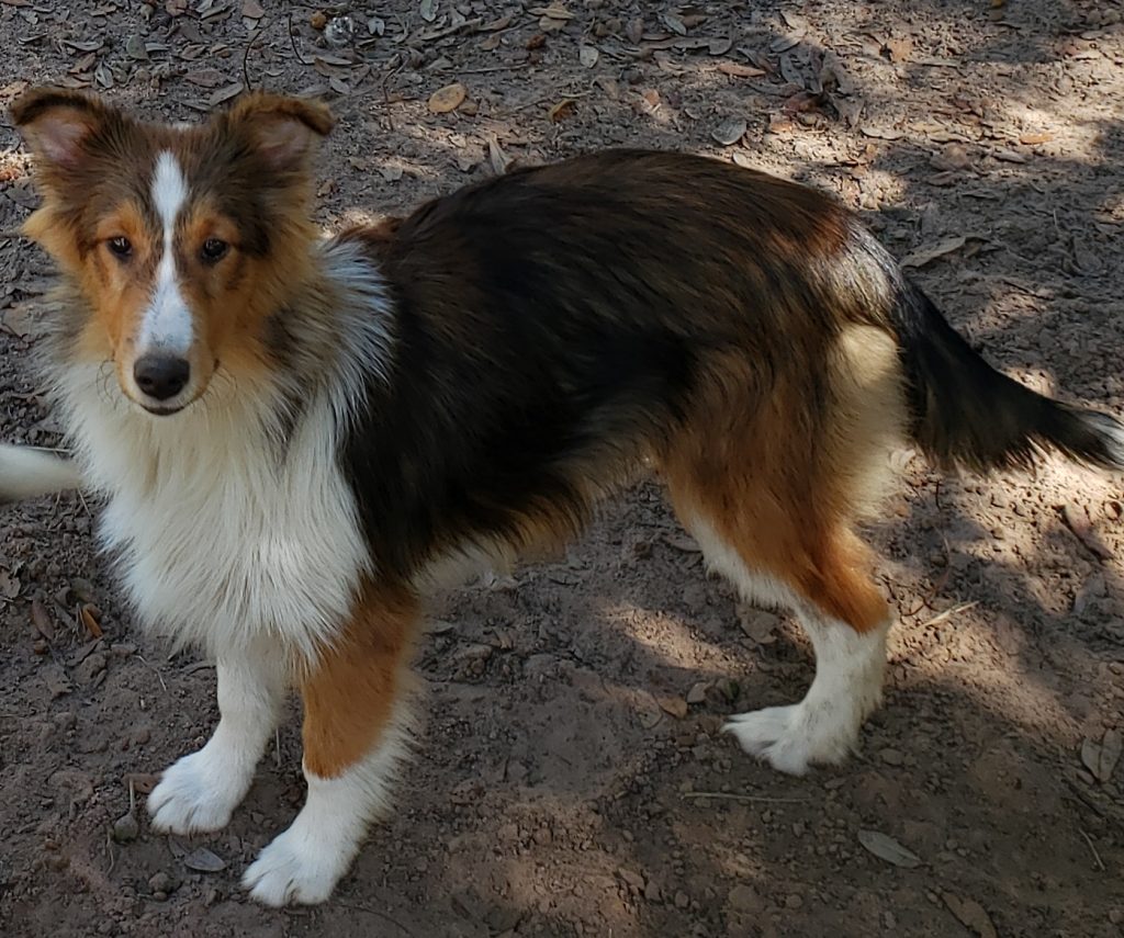 Beautiful Male Sheltie (SOLD) All Star Shelties