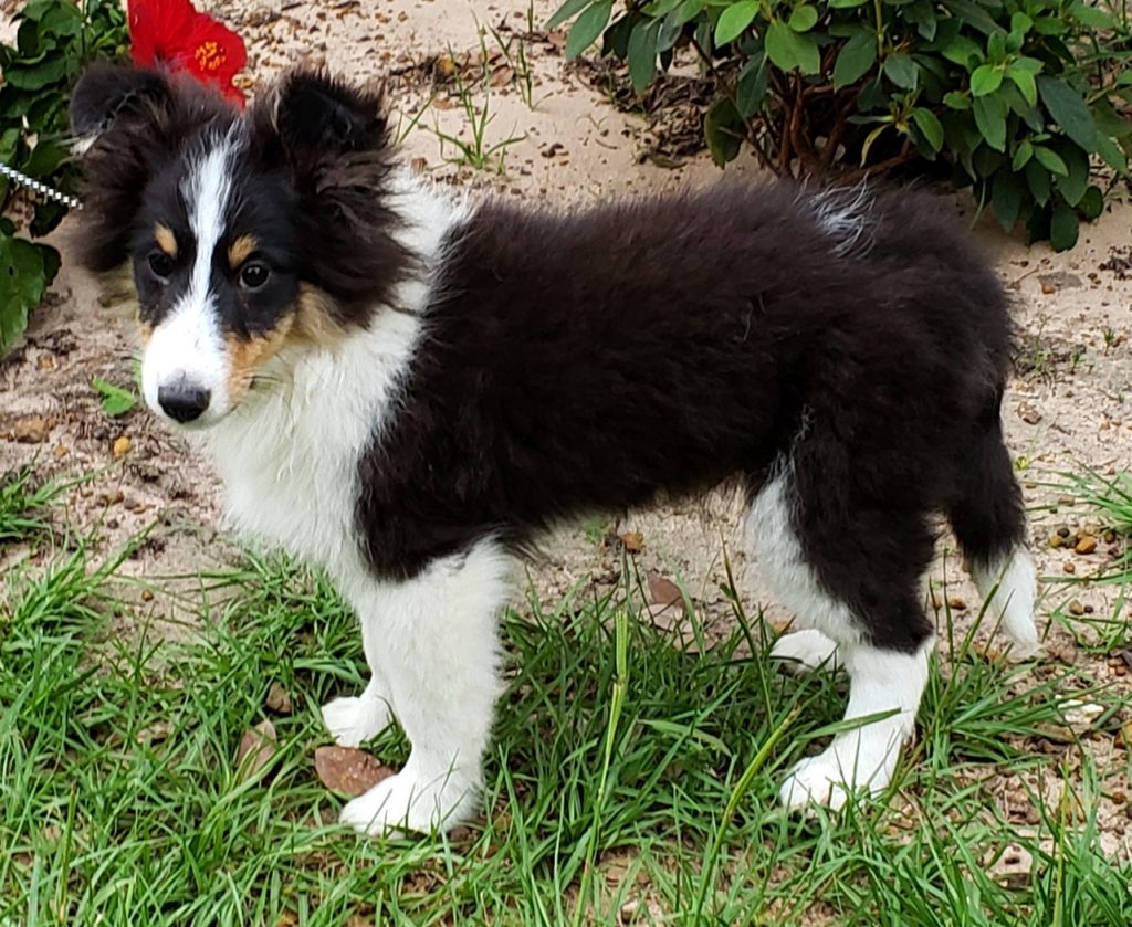 Tri Male Sheltie All Star Shelties