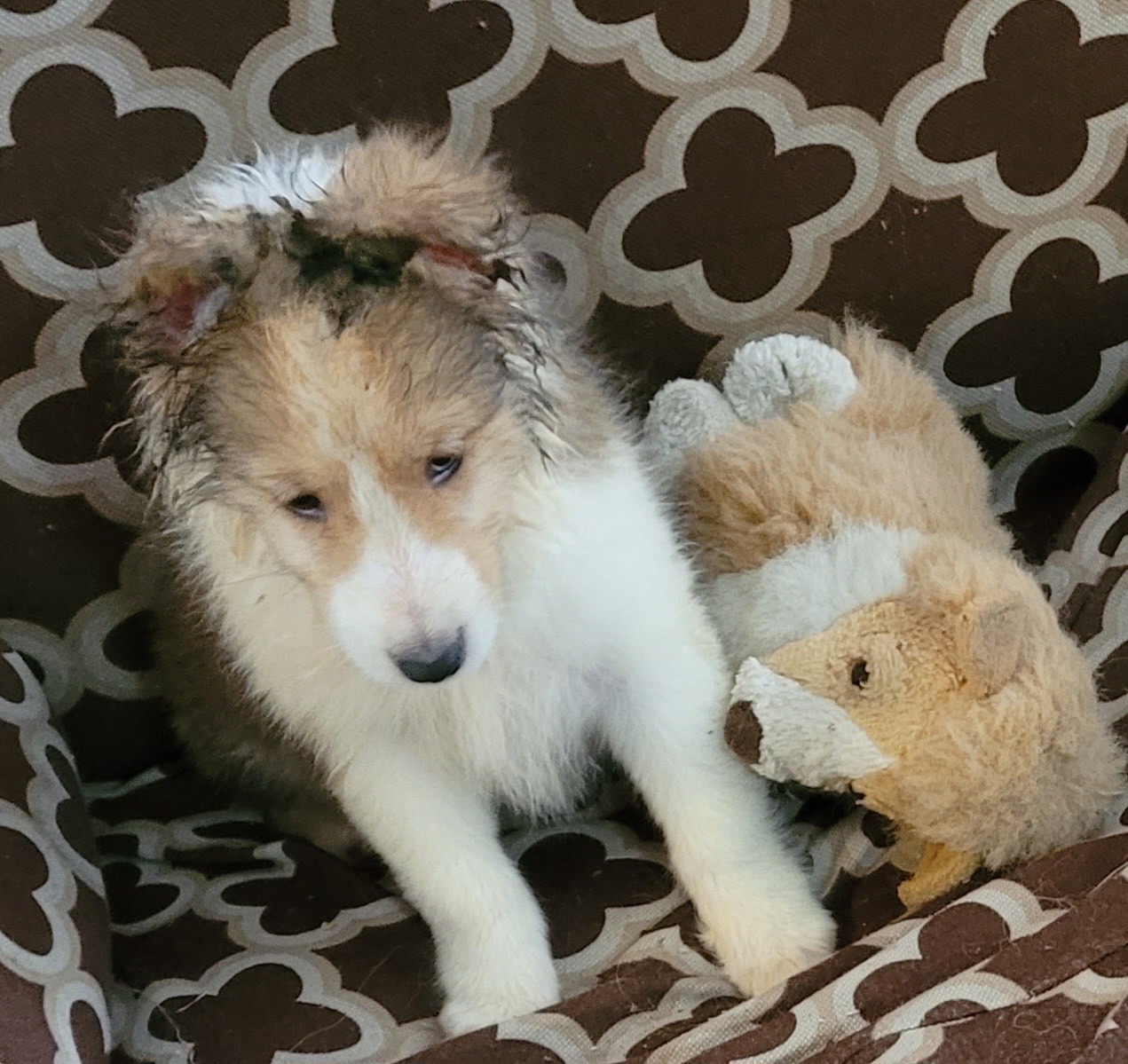 Akc sheltie puppies for sale clearance