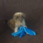 Female Sable Sheltie Puppy 7 weeks old