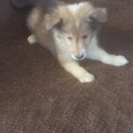 Female Sable Sheltie Puppy 7 weeks old