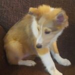 Sable Male Sheltie 10 Weeks old