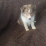 Male Sable Sheltie Puppy 7 weeks old