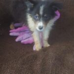Tri Female Sheltie Puppy 7 weeks old